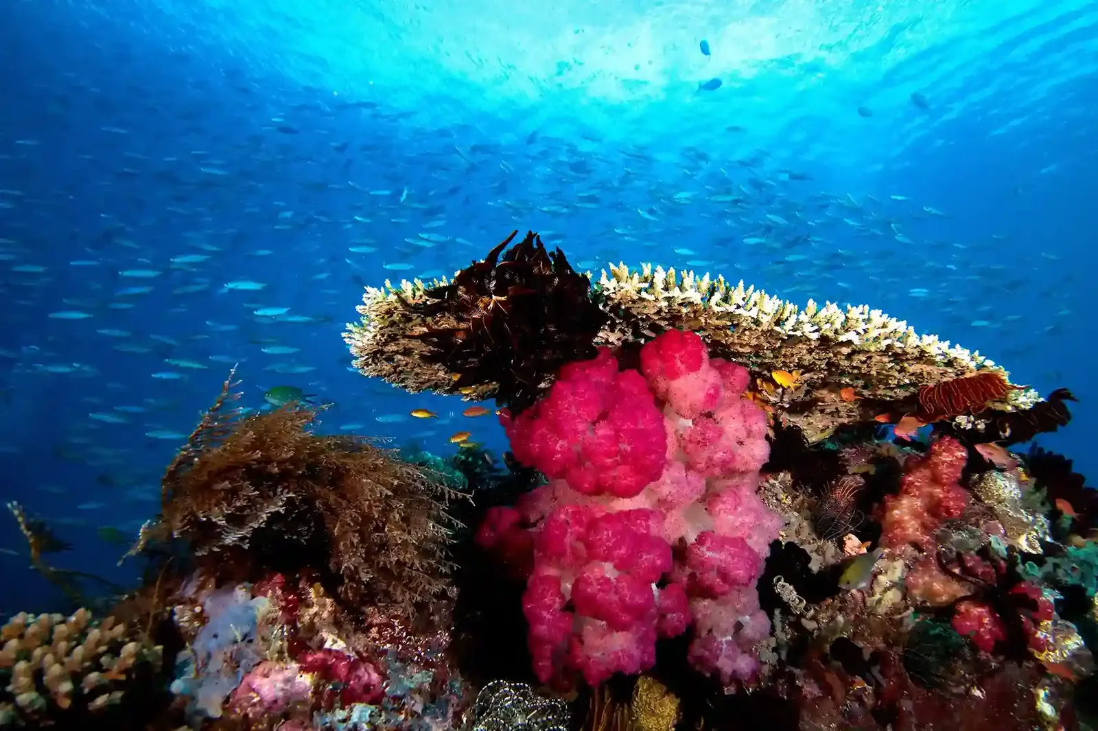 October to April is the Raja Ampat window.